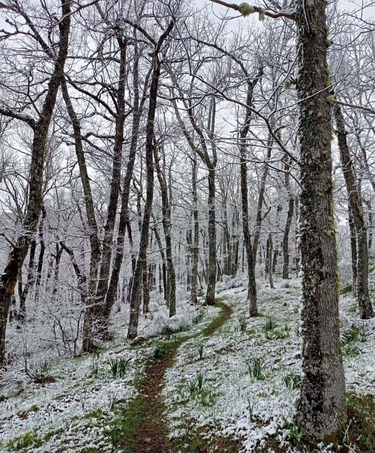 nieve laciana nieve laciana