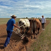 El Gobierno exime a las explotaciones ganaderas de la obligación de disponer de un veterinario y de un plan sanitario integral