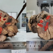 Muestra de una vid afectada por las larvas durante la investigación