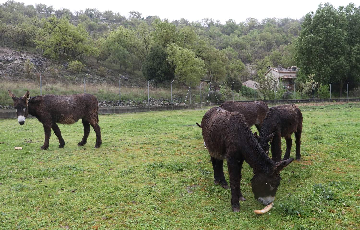 En el Centro de Ocio ‘Los Caños’, Luis Cantera se dedica ha conservar esta especie de burro en peligro de extinción | Brágimo / ICAL