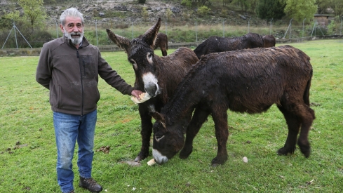 Un refugio para el burro zamorano-leonés en Antigüedad (Palencia): La lucha de Luis Cantera por preservar la raza  | Brágimo / ICAL