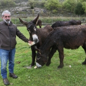 Un refugio para el burro zamorano-leonés en Antigüedad (Palencia): La lucha de Luis Cantera por preservar la raza  | Brágimo / ICAL