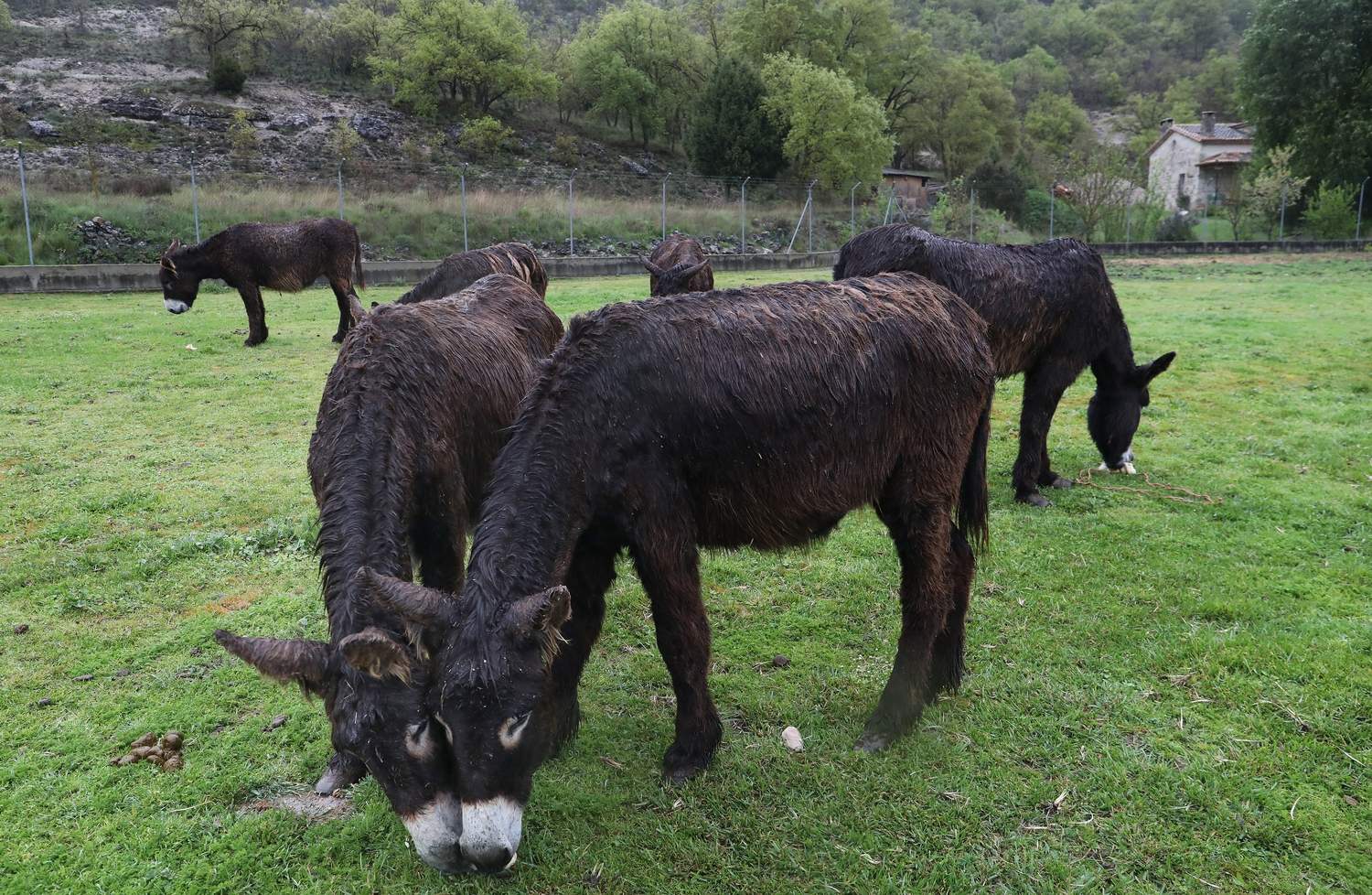 En el Centro de Ocio ‘Los Caños’, Luis Cantera se dedica ha conservar esta especie de burro en peligro de extinción | Brágimo / ICAL