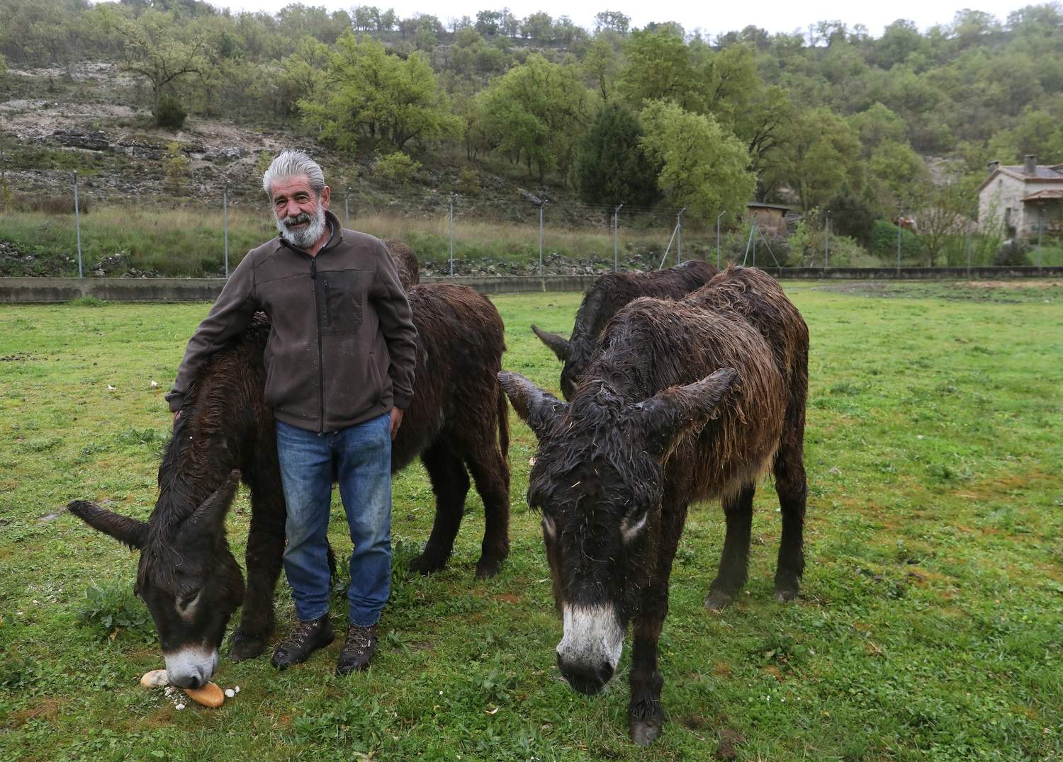 En el Centro de Ocio ‘Los Caños’, Luis Cantera se dedica ha conservar esta especie de burro en peligro de extinción | Brágimo / ICAL