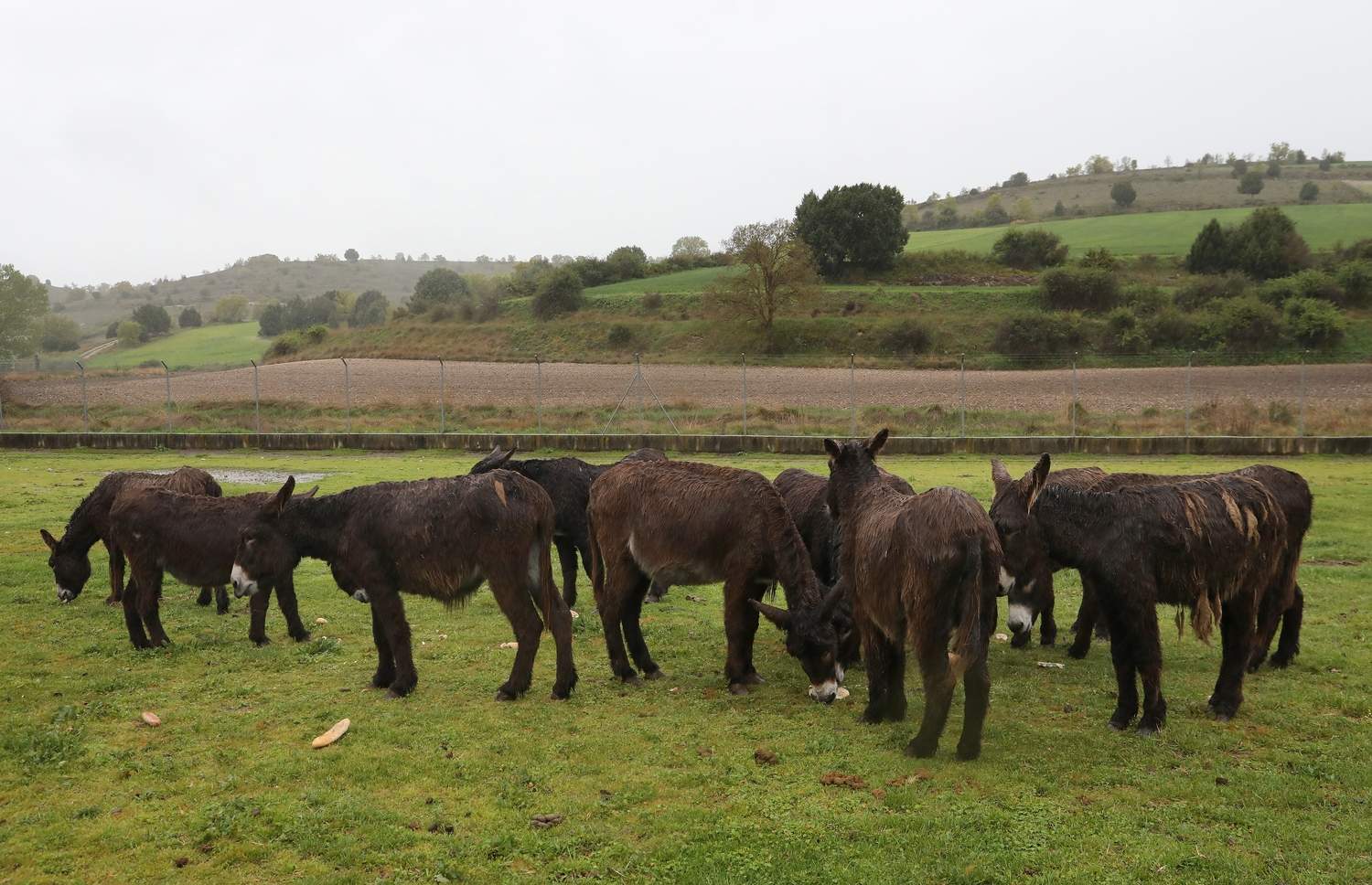 En el Centro de Ocio ‘Los Caños’, Luis Cantera se dedica ha conservar esta especie de burro en peligro de extinción | Brágimo / ICAL