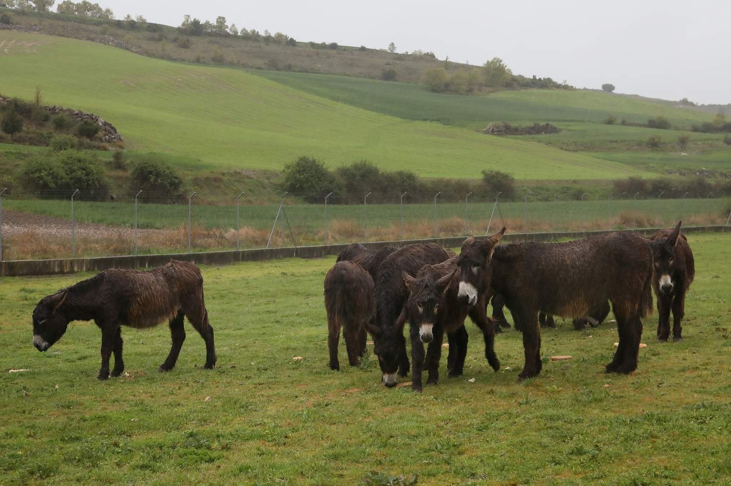 En el Centro de Ocio ‘Los Caños’, Luis Cantera se dedica ha conservar esta especie de burro en peligro de extinción | Brágimo / ICAL
