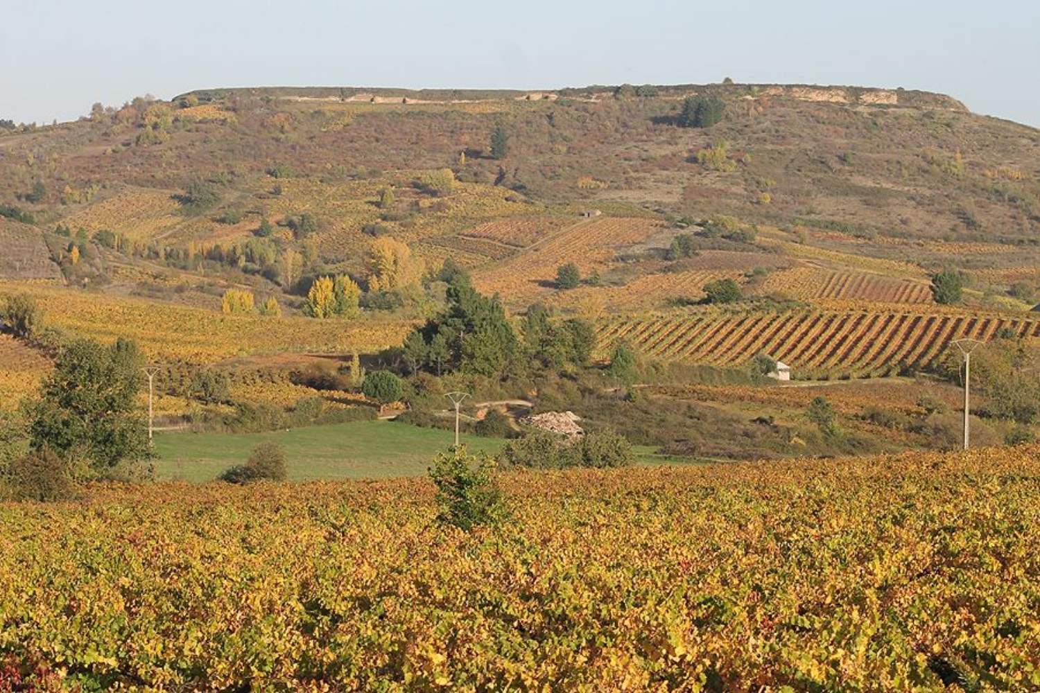 Viñedo en Villafranca del Bierzo | El Bierzo suma 12 nuevas hectáreas de viñedo tras el reparto estatal de plantaciones autorizadas