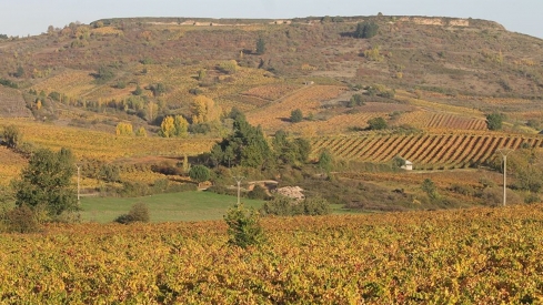 Viñedo en Villafranca del Bierzo | El Bierzo suma 12 nuevas hectáreas de viñedo tras el reparto estatal de plantaciones autorizadas