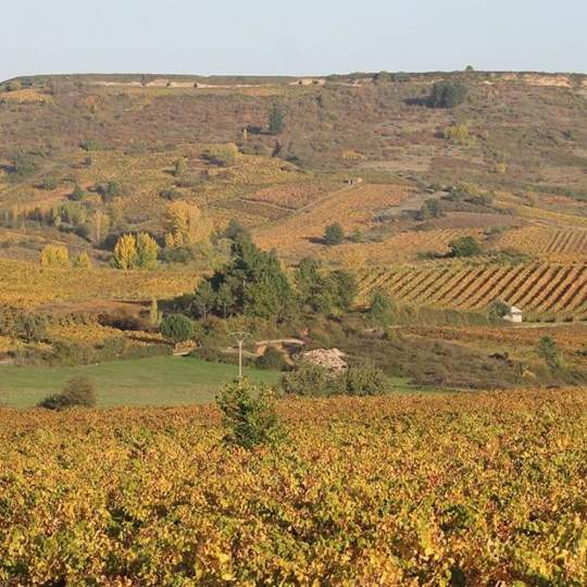 Viñedo en Villafranca del Bierzo | Más protección para el campo: golpe a los ladrones reincidentes con penas más duras en explotaciones agrarias Viñedo en Villafranca del Bierzo | Más protección para el campo: golpe a los ladrones reincidentes con penas más duras en explotaciones agrarias