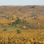 Viñedo en Villafranca del Bierzo | El Bierzo suma 12 nuevas hectáreas de viñedo tras el reparto estatal de plantaciones autorizadas