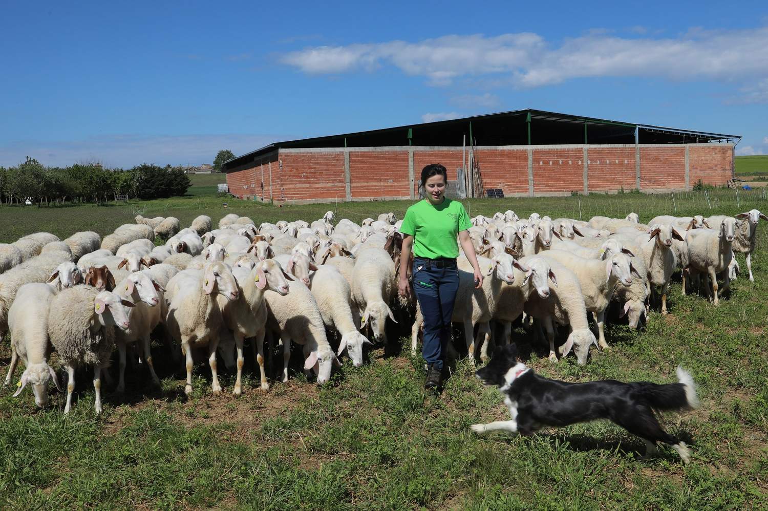 La pastora que cambió la ciudad por un sueño idílico transformando la ganadería ovina