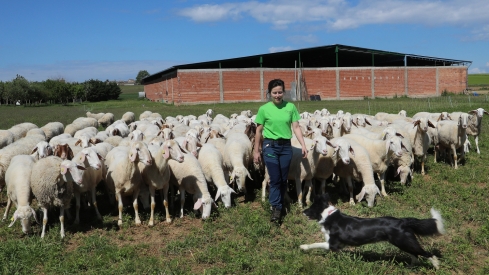 La pastora que cambió la ciudad por un sueño idílico transformando la ganadería ovina