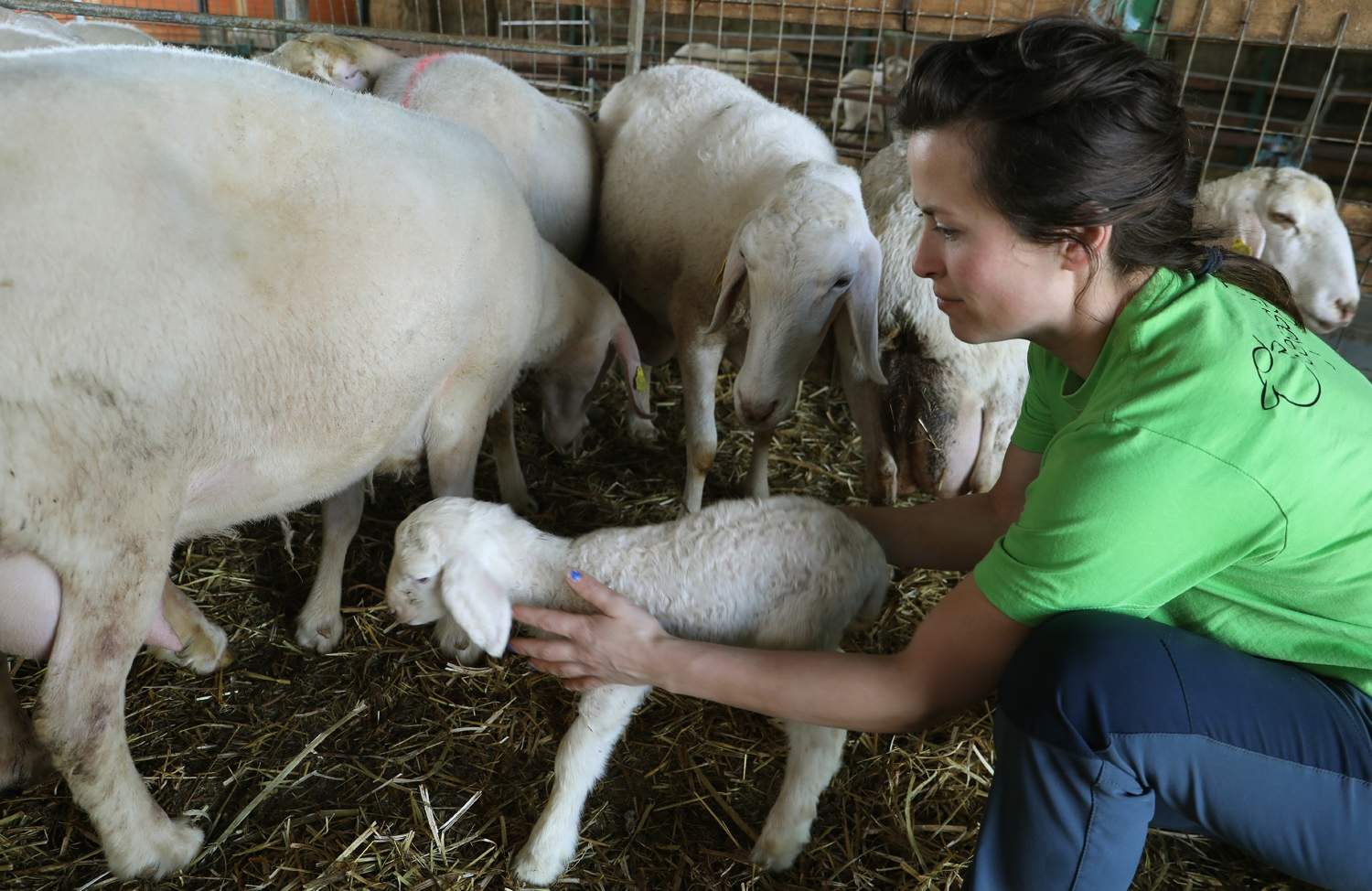 Explotación de ganado ovino de Nerea del Río en la localidad de Robladillo de Ucieza (Palencia) (2)