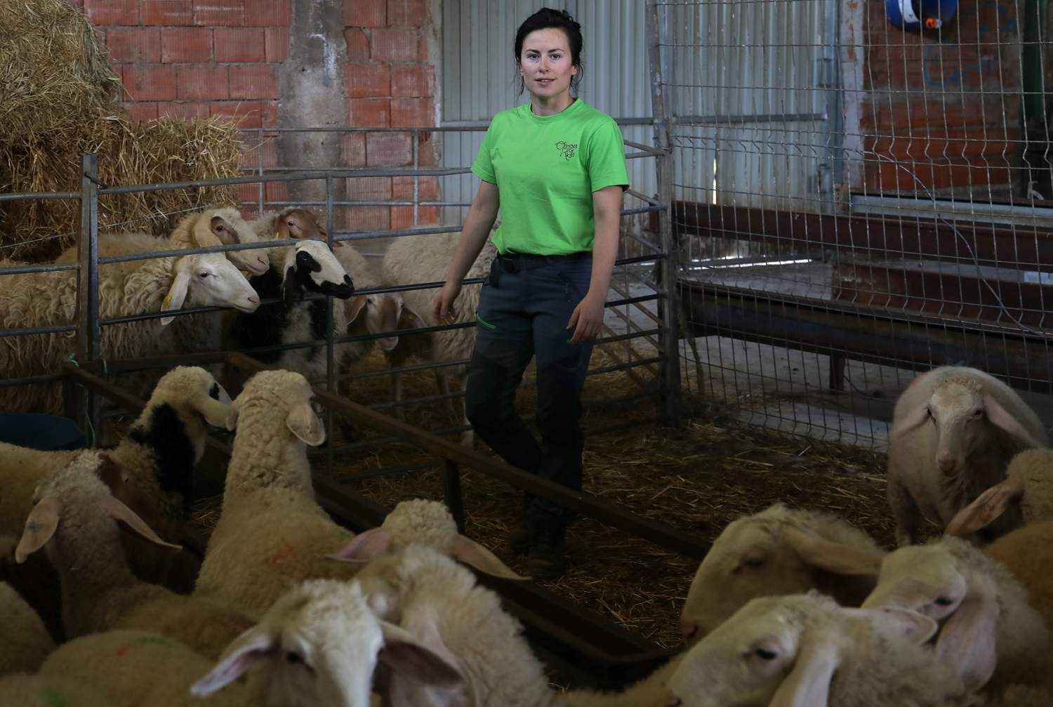 Explotación de ganado ovino de Nerea del Río en la localidad de Robladillo de Ucieza (Palencia) (3)