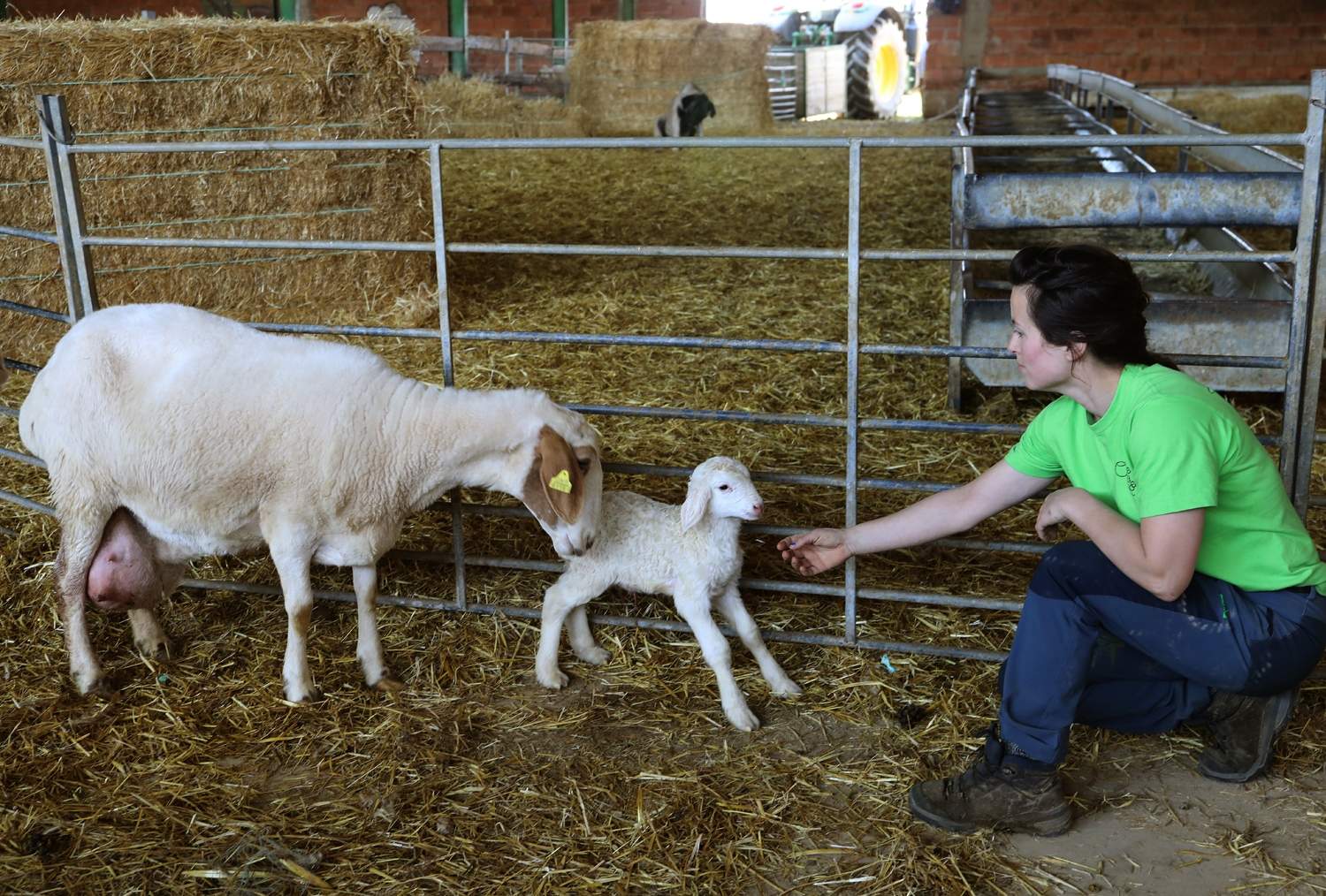Explotación de ganado ovino de Nerea del Río en la localidad de Robladillo de Ucieza (Palencia) (4)