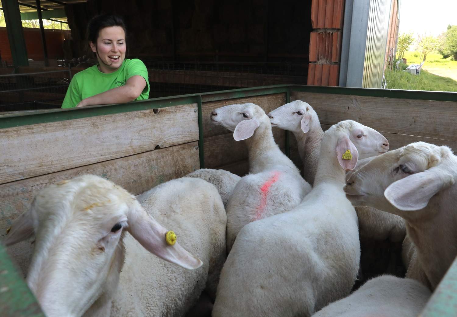 Explotación de ganado ovino de Nerea del Río en la localidad de Robladillo de Ucieza (Palencia) (6)