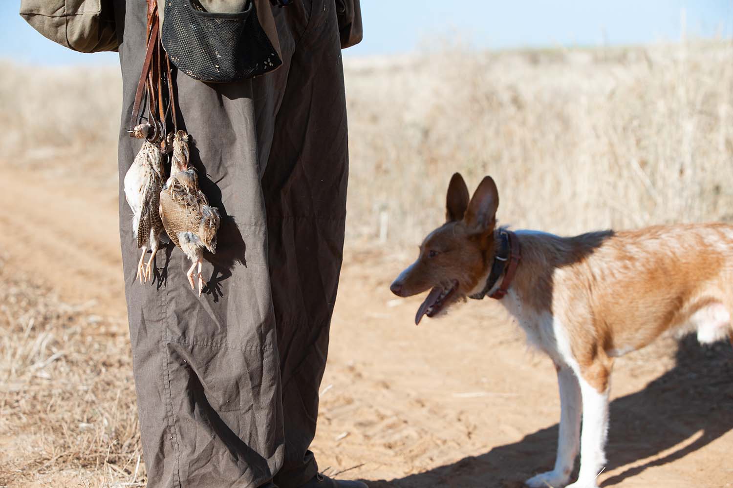JL Leal ICAL. Comienza la media veda de caza en Castilla y León, con buenas expectativas de capturas.