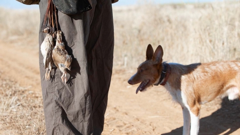 JL Leal ICAL. Comienza la media veda de caza en Castilla y León, con buenas expectativas de capturas.