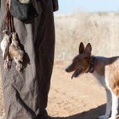 JL Leal ICAL. Comienza la media veda de caza en Castilla y León, con buenas expectativas de capturas.