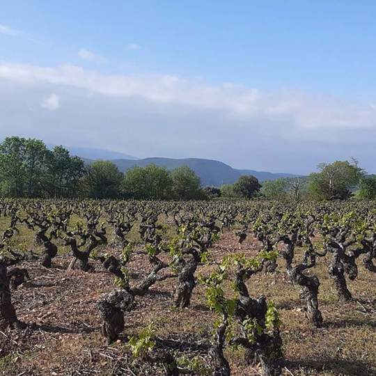 Viña del Bierzo Viña del Bierzo