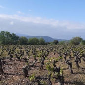 Viña del Bierzo