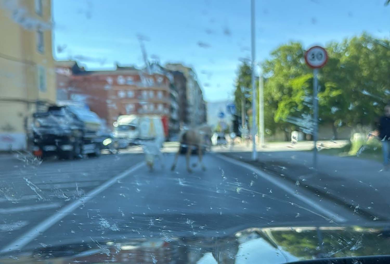 caballos 2 caballos 2