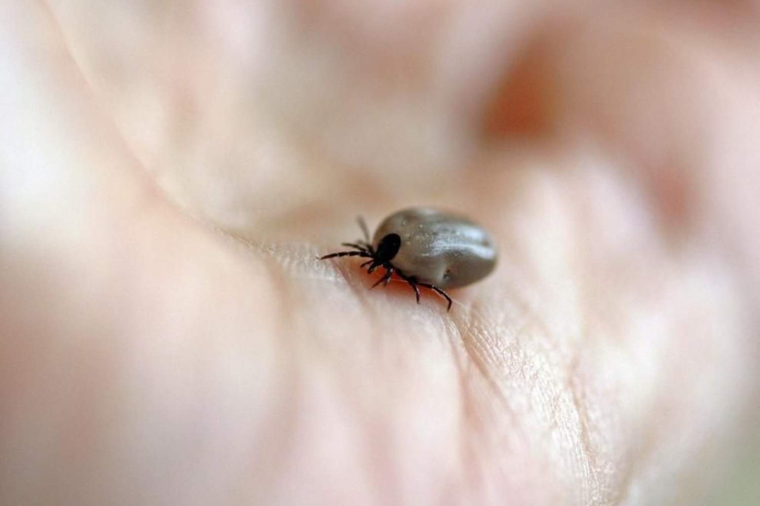 Imagen de archivo de una garrapata | Castilla y León refuerza la vigilancia de enfermedades transmitidas por insectos con una nueva herramienta digital