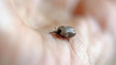 Imagen de archivo de una garrapata | Castilla y León refuerza la vigilancia de enfermedades transmitidas por insectos con una nueva herramienta digital