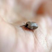 Imagen de archivo de una garrapata | Castilla y León refuerza la vigilancia de enfermedades transmitidas por insectos con una nueva herramienta digital