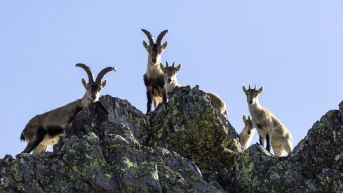 Cabras Montesas | Condenado a 18 meses de cárcel y a una multa de 24.000 € por cazar 2 cabras montesas en la Reserva de los Ancares