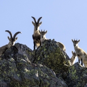 Cabras Montesas | Condenado a 18 meses de cárcel y a una multa de 24.000 € por cazar 2 cabras montesas en la Reserva de los Ancares