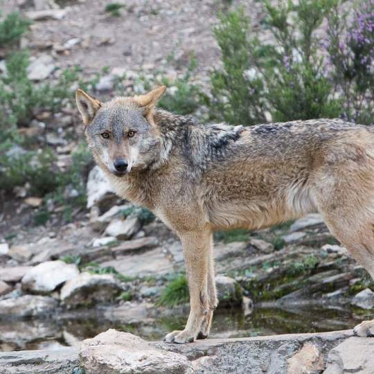 Lobo ibérico Lobo ibérico