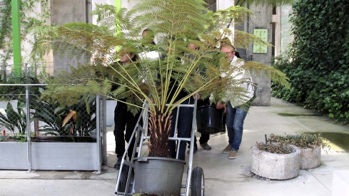 Incorporación de nuevos helechos arborescentes