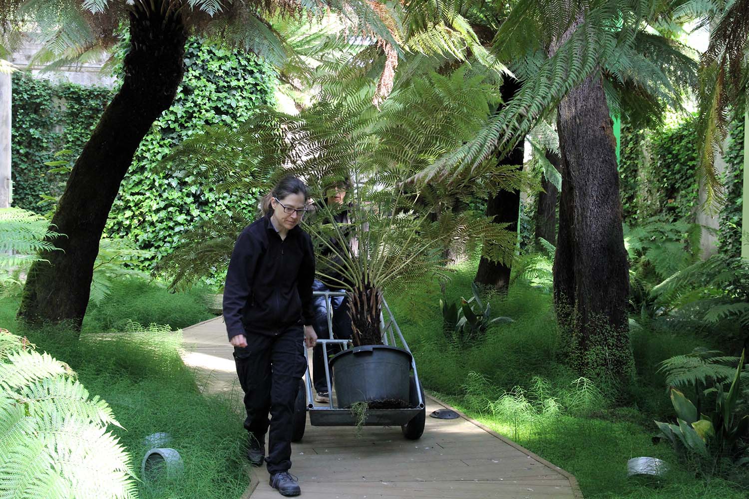 Incorporación de nuevos helechos arborescentes . Incorporación de nuevos helechos arborescentes .