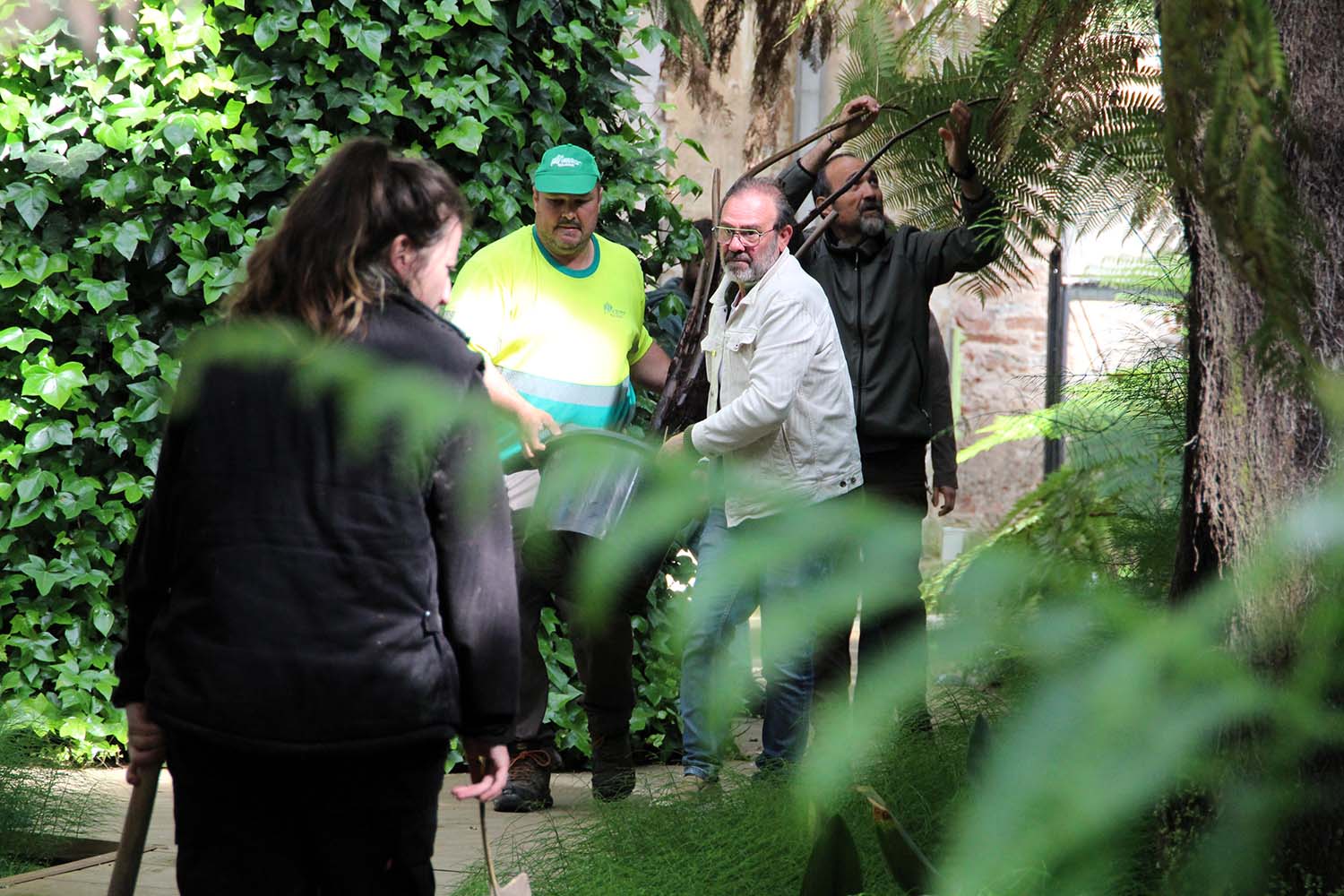 Incorporación de nuevos helechos arborescentes Incorporación de nuevos helechos arborescentes