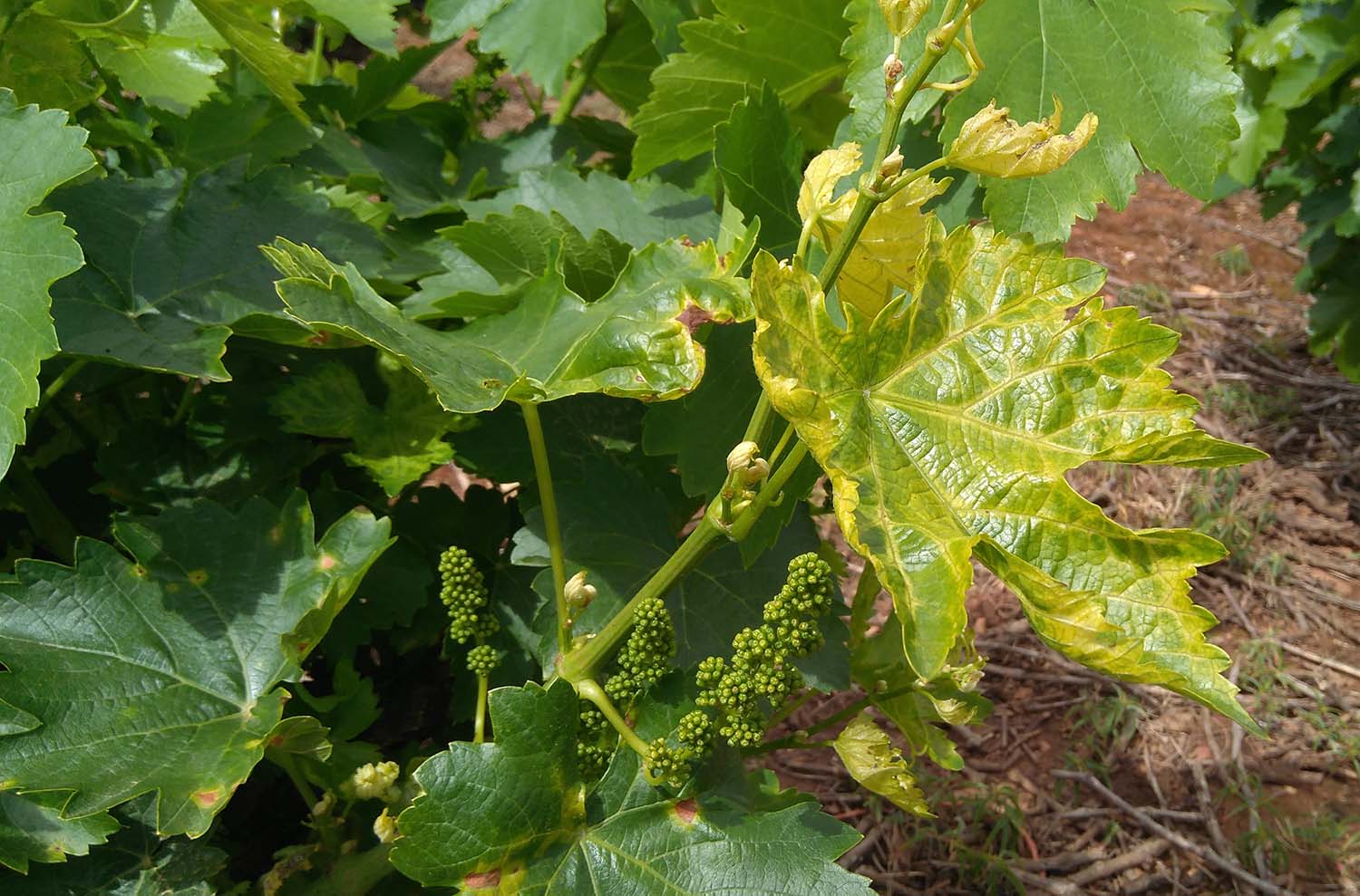 Viñas de la DO Bierzo afectadas por el mildiu Viñas de la DO Bierzo afectadas por el mildiu