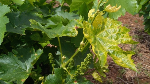 Viñas de la DO Bierzo afectadas por el mildiu