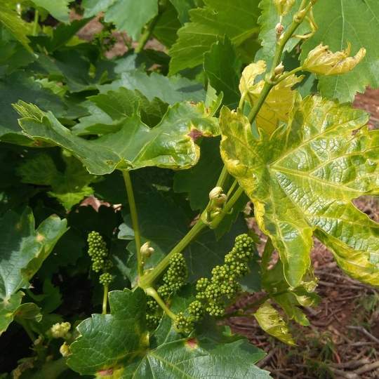 Viñas de la DO Bierzo afectadas por el mildiu