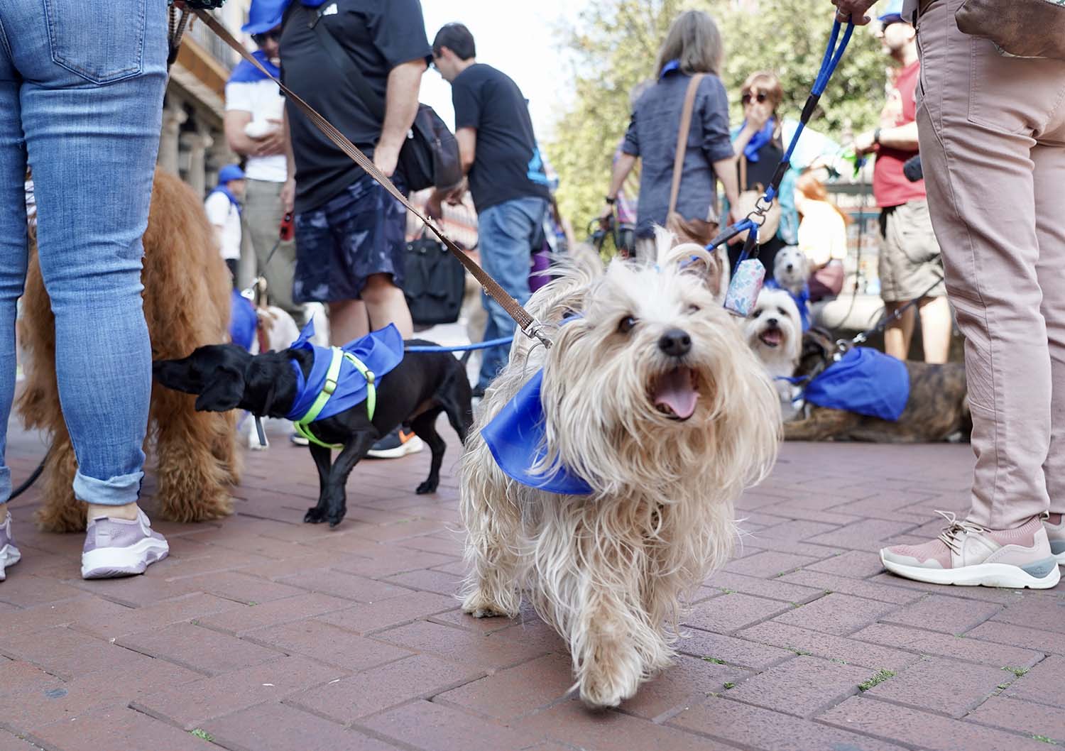 Leticia Pérez ICAL. La Asociación de Veterinarios Empresarios de Valladolid (Avemvall) y el Colegio Oficial de Veterinarios convocan una protesta contra el Real Decreto 6662024 (