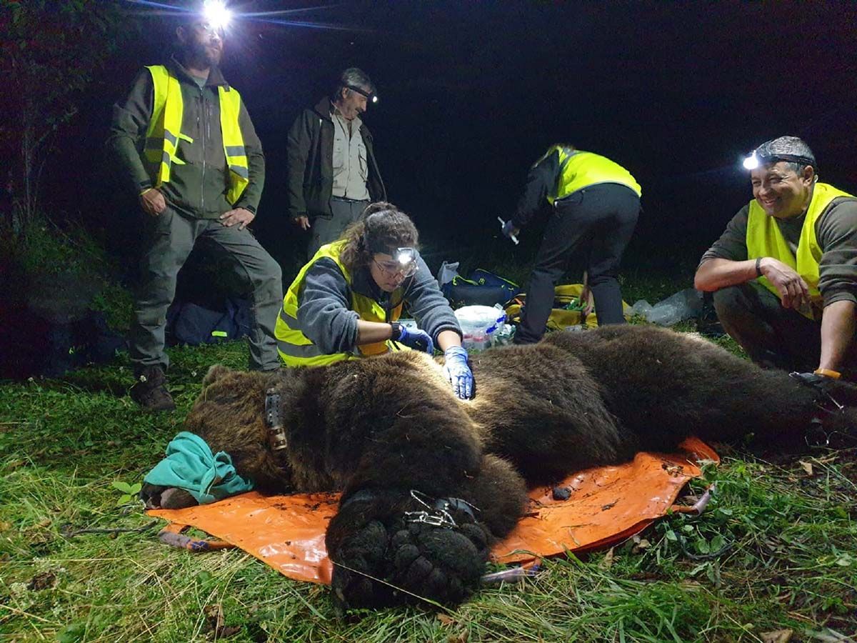 Procedimiento de radiomarcaje a un oso en el Alto Sil, mismo procedimiento que se quiere aplicar en Villarino