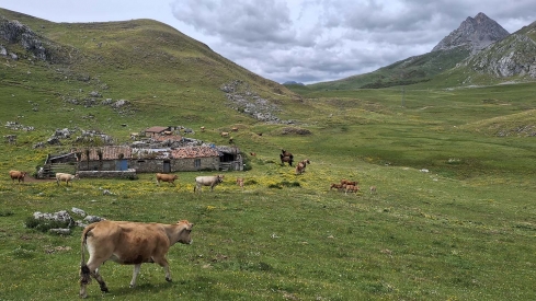 Pedanías de Babia y ayuntamiento de San Emiliano denuncian que 500 vacas asturianas pastan en el Puerto de Pinos sin autorización ni guías