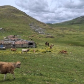 Pedanías de Babia y ayuntamiento de San Emiliano denuncian que 500 vacas asturianas pastan en el Puerto de Pinos sin autorización ni guías