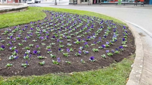 Ponferrada planta más de 10.000 flores para embellecer sus espacios públicos