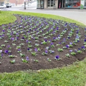 Ponferrada planta más de 10.000 flores para embellecer sus espacios públicos
