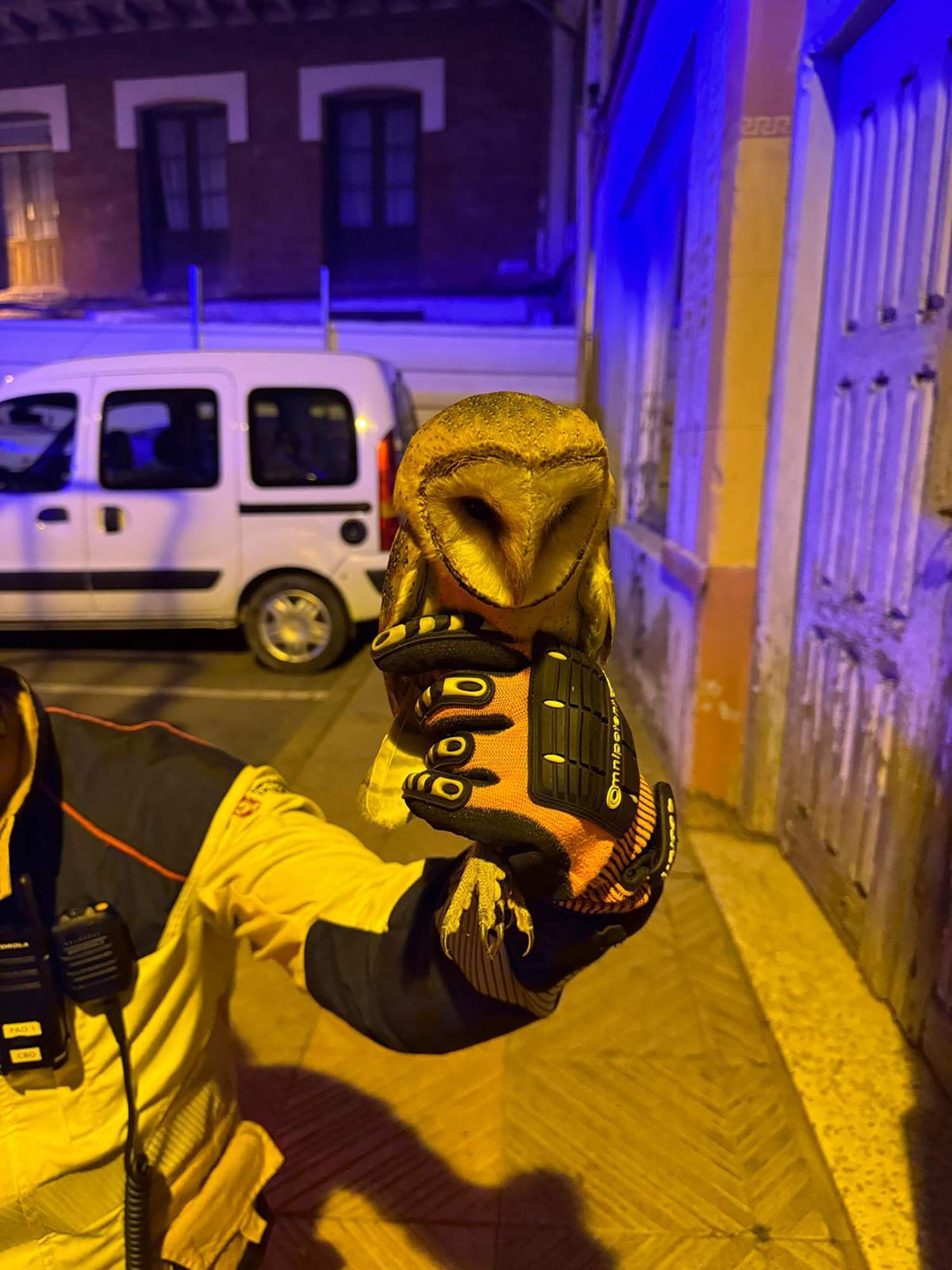 Rescate de una lechuza en Astorga 4 Rescate de una lechuza en Astorga 4