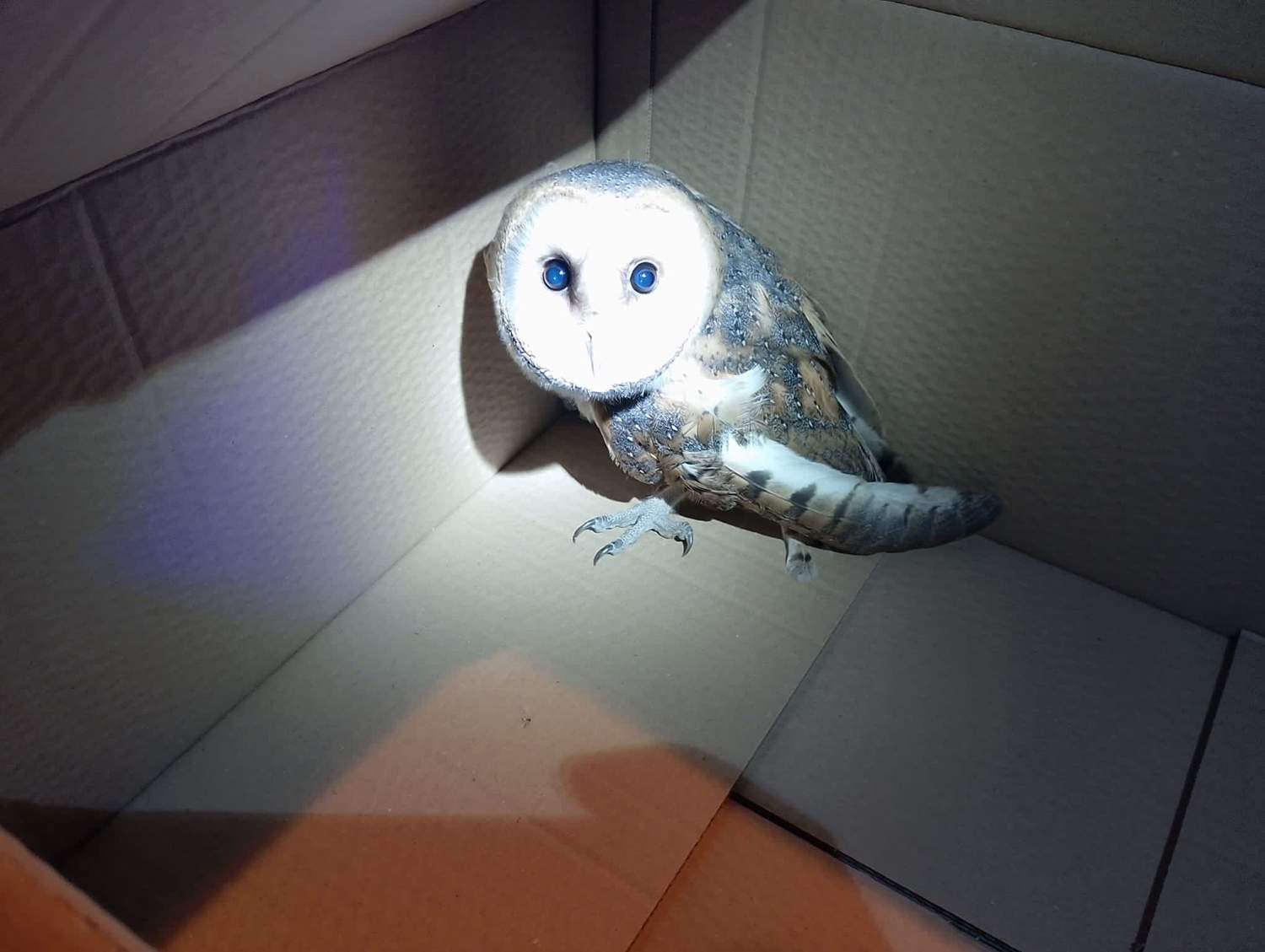 Rescate de una lechuza en Astorga 3 Rescate de una lechuza en Astorga 3