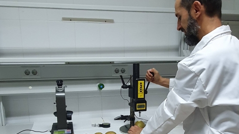 Un estudio de la ULE demuestra la mejora de la calidad de la Pera Conferencia con un cultivo ecológico