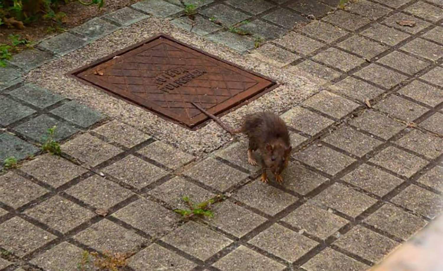 Problemas con plagas en los barrios de Ponferrada. En la foto una rata