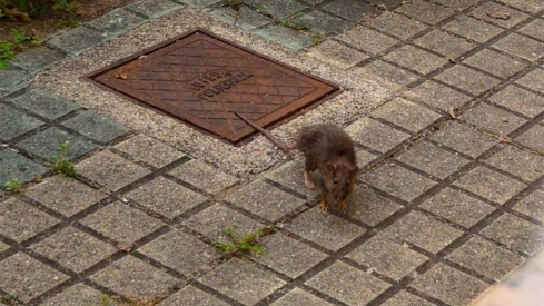 Problemas con plagas en los barrios de Ponferrada. En la foto una rata