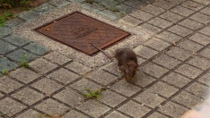 Problemas con plagas en los barrios de Ponferrada. En la foto una rata